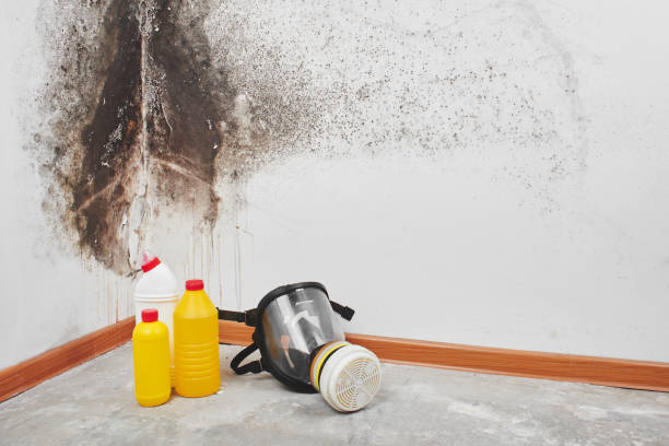 Trusted Edina, MN Mold Removal Experts