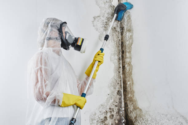 Best Mold Testing  in Edina, MN