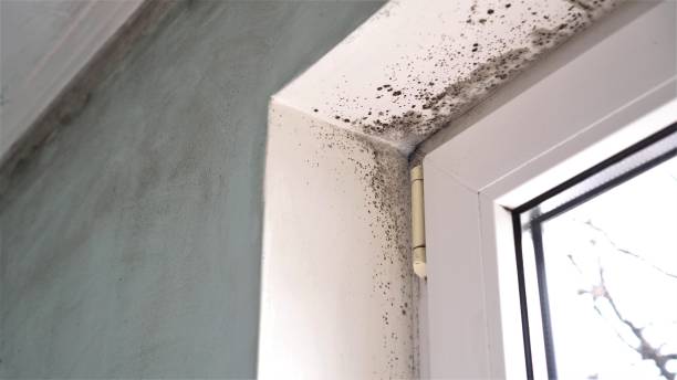 Best Professional Mold Removal  in Edina, MN