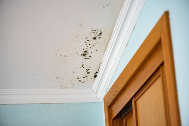Best Commercial Mold Removal  in Edina, MN