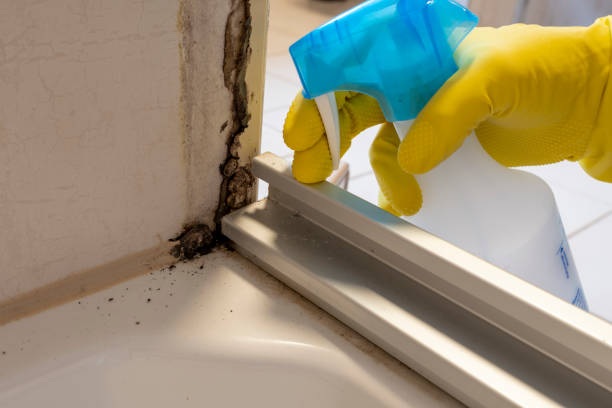 Best Attic Mold Removal  in Edina, MN