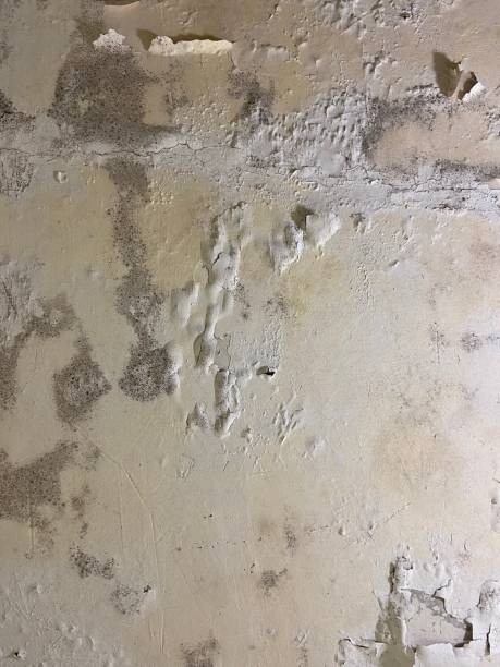 Best Residential Mold Removal  in Edina, MN