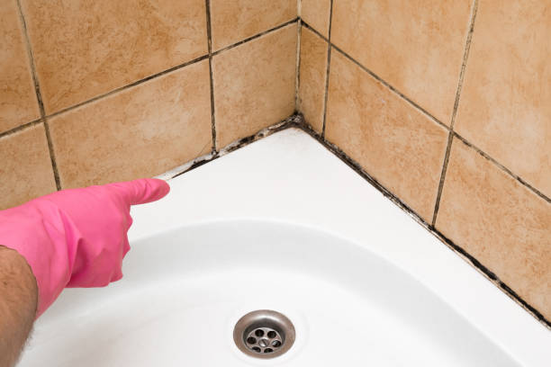 Best Same-Day Mold Removal  in Edina, MN